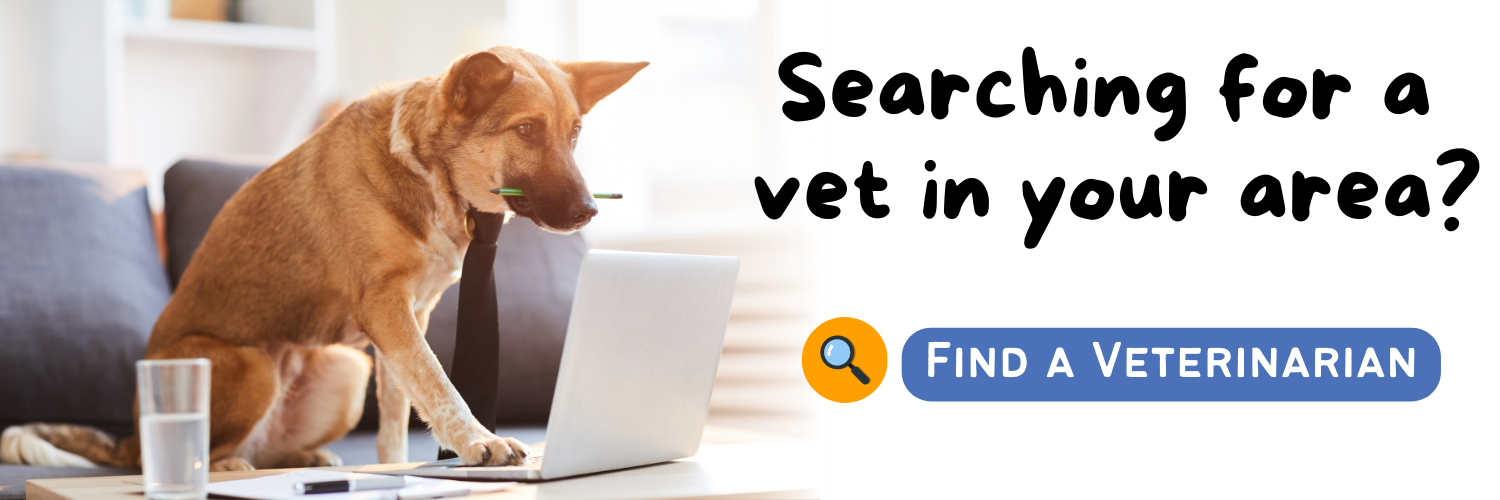 find a veterinarian